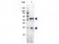 Anti-Mouse IgG (H&L)  (Peroxidase Conjugated) Secondary Antibody